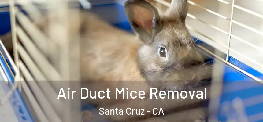  Air Duct Mice Removal Santa Cruz - CA